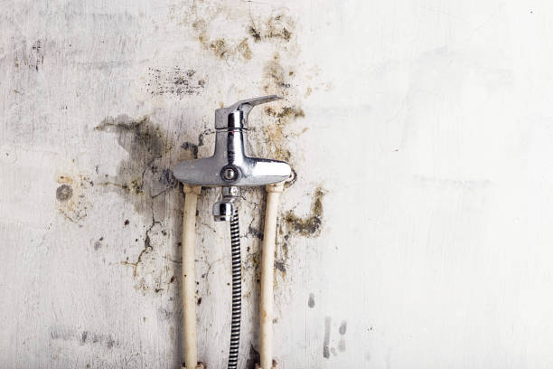 Best Mold Remediation Services  in Washoe Valley, NV