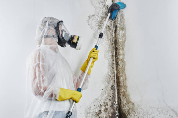 Certified Mold Removal in Washoe Valley, NV