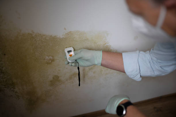 Best Residential Mold Removal  in Washoe Valley, NV